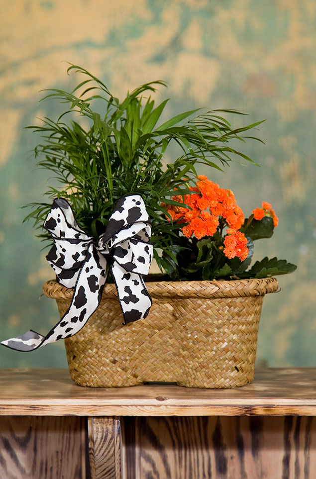 plants1.jpg