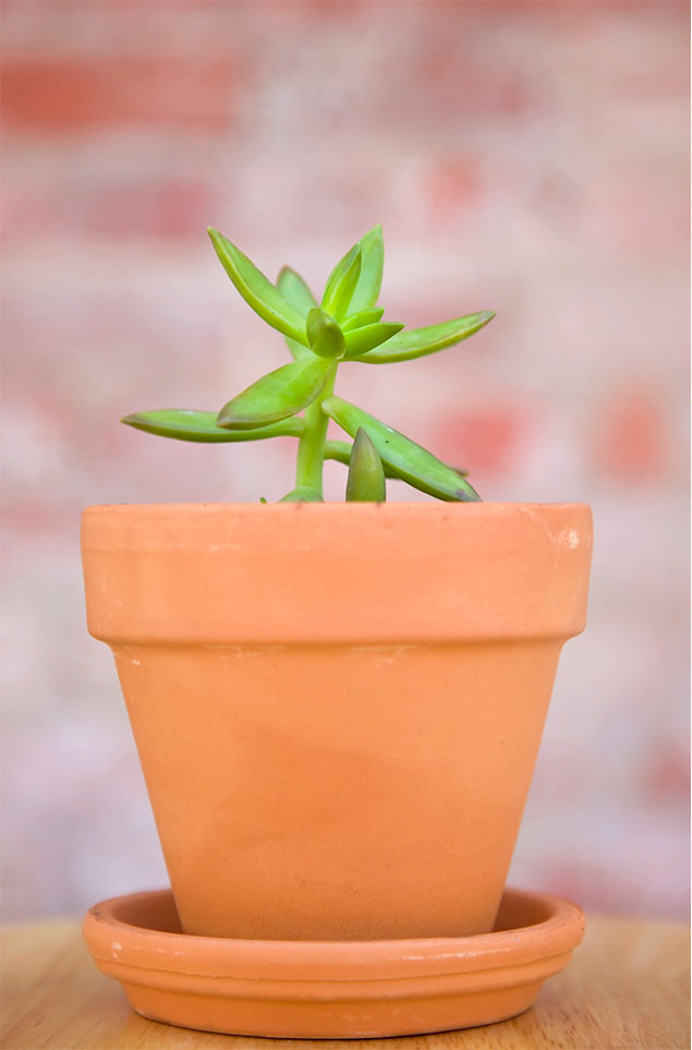 plants3.jpg