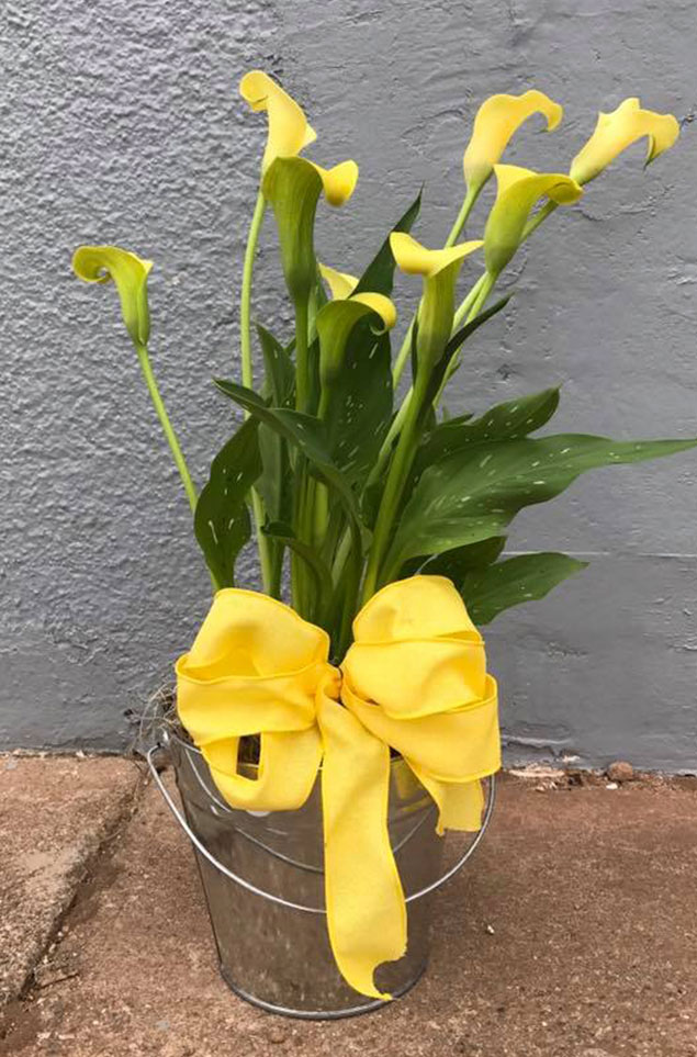 plants4.jpg