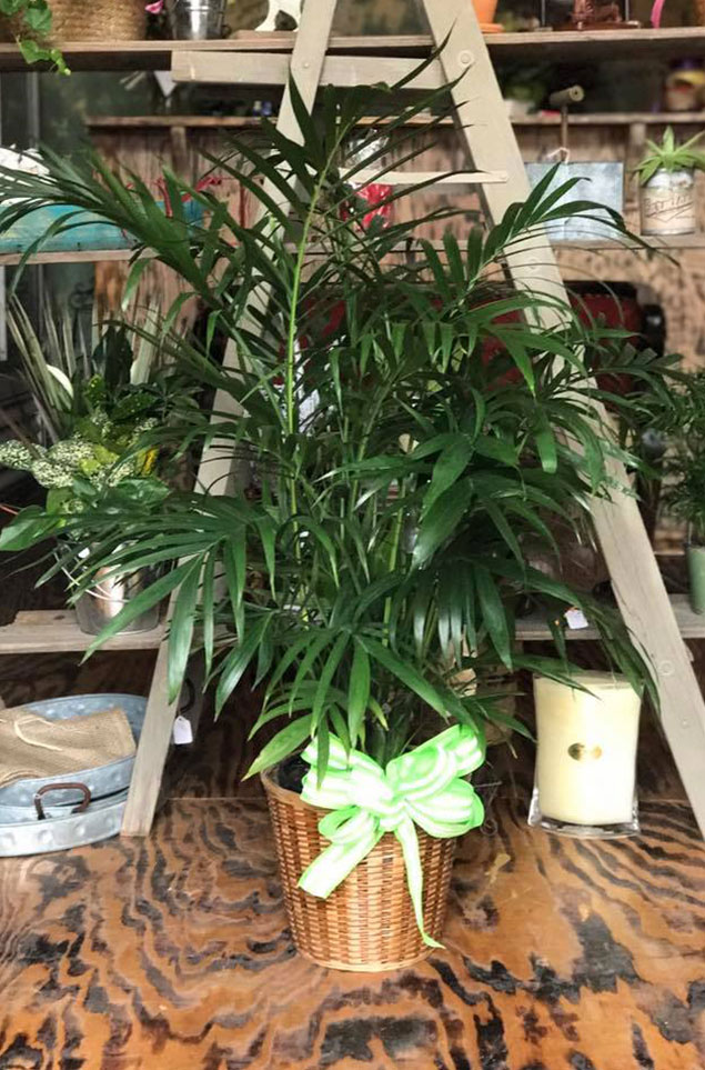 plants6.jpg