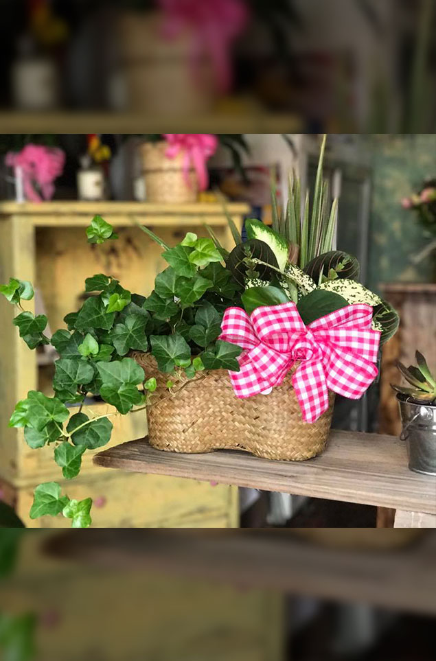 plants7.jpg